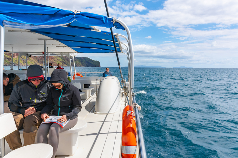 Desde Funchal: tour de avistamiento delfines y ballenas