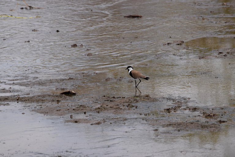 Viaggio di due giorni al Lago Manyara con canoa e passerella tra le cime degli alberiCampeggio a Karatu