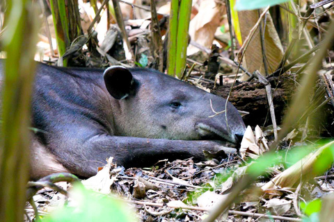 Uvita: Corcovado Rainforest & Wildlife Adventure