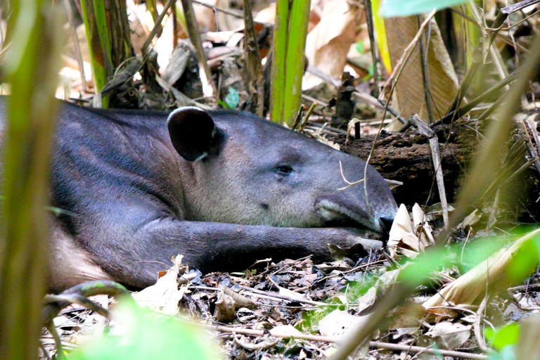 Uvita: Corcovado Rainforest & Wildlife Adventure