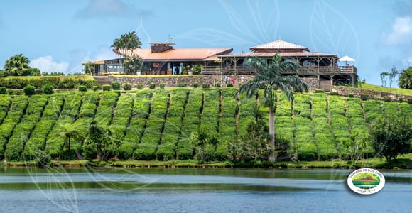Mauritius: Tea, Rum, and Vanilla Route with Lunch