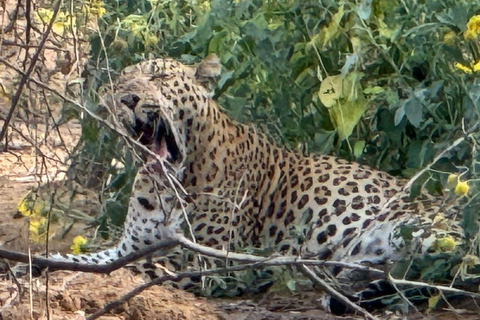 8-Day Golden Triangle Tour With Ranthambore & Jhalana Safari Tour With 3-Star Hotel Recommendation