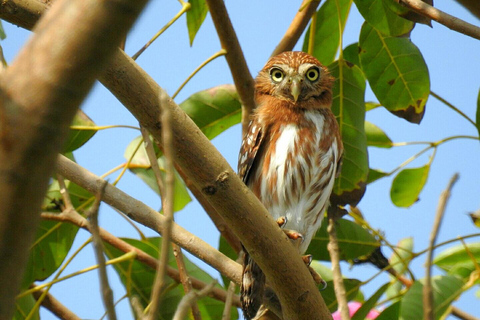 Santa Marta: Sierra Nevada Birdwatching Tour with Snack