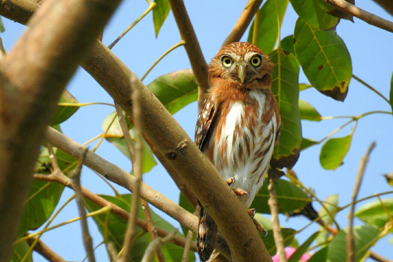 Santa Marta: Sierra Nevada Birdwatching Tour with Snack