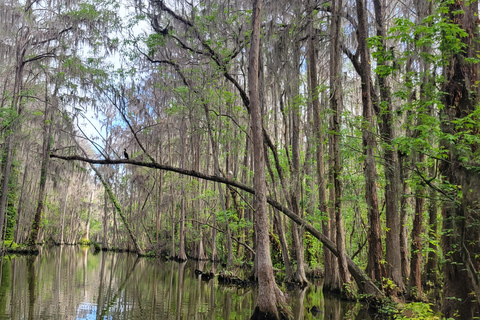 From Orlando: Wild Florida Kayak Tour on the Dora Canal