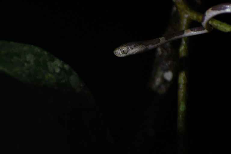 Tarapoto: Caminhada nocturna na floresta amazónica