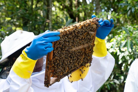 São Miguel: Beekeeping, Honey Tasting & Candle Experience