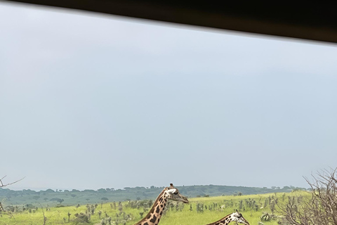 乌干达：黑猩猩徒步、伊丽莎白女王国家公园和姆布罗湖野生动物园