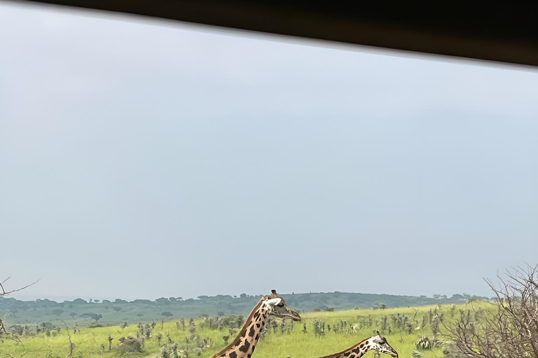乌干达：黑猩猩徒步、伊丽莎白女王国家公园和姆布罗湖野生动物园