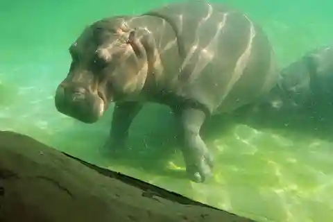PEREIRA: DIA INTEIRO NO BIOPARQUE UKUMARI COM ALMOÇO