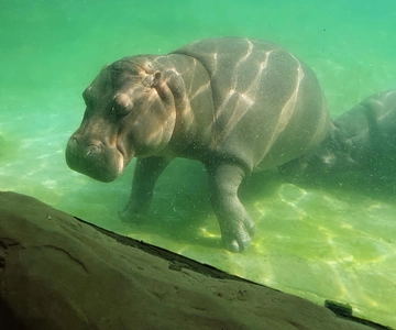 PEREIRA: DÍA COMPLETO EN BIOPARQUE UKUMARI CON ALMUERZO