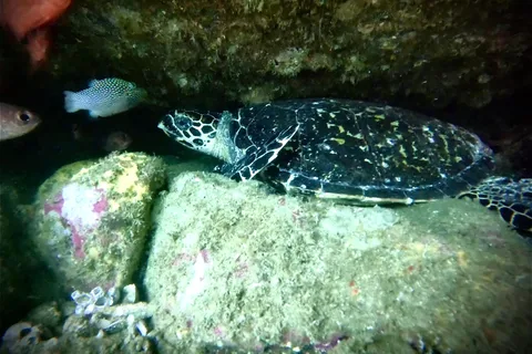 Zihuatanejo : Plongée en apnée à Manzanillo et Las Gatas
