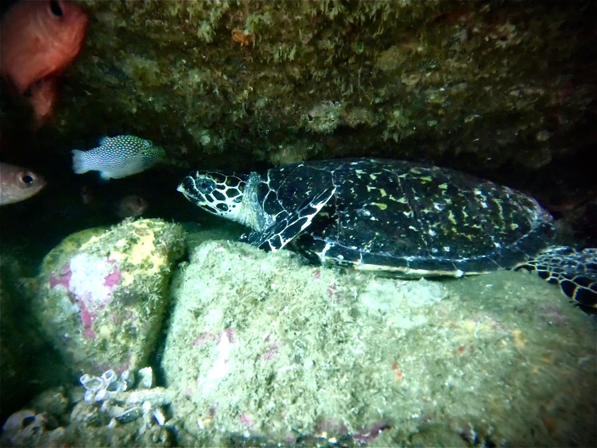 Zihuatanejo: Schnorcheln in Manzanillo und Las Gatas