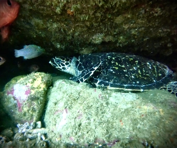 Zihuatanejo: Snorkeling in Manzanillo and Las Gatas