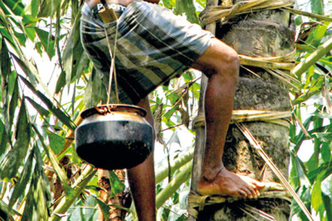 Depuis Ella : Expérience du Toddy (Kithul Raa) dans le village d&#039;Ella