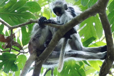 Zanzibar: Jozani Forest, Kuza Cave & Seaweed Farm Tour