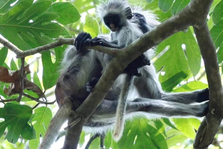 Zanzibar: Jozani Forest, Kuza Cave & Seaweed Farm Tour