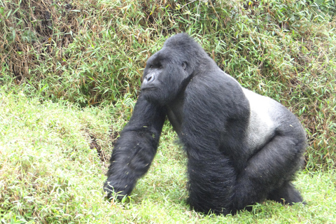 Trekking di 2 giorni con i gorilla a Bwindi da Kigali