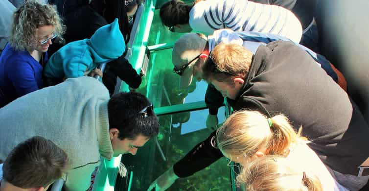 Goat Island: Glass Bottom Boat Tour