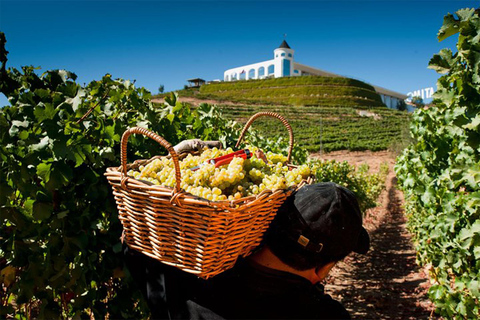 Degustazione di vini a Casablanca - 4 cantine e pranzo a TaninoCasablanca con degustazione in 3 cantine e pranzo a Tanino