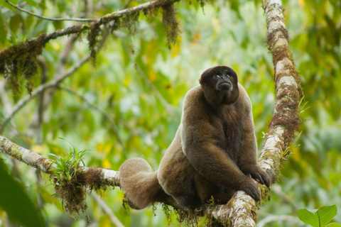 Manu: 8-Day Amazon Wildlife & Jungle Expedition