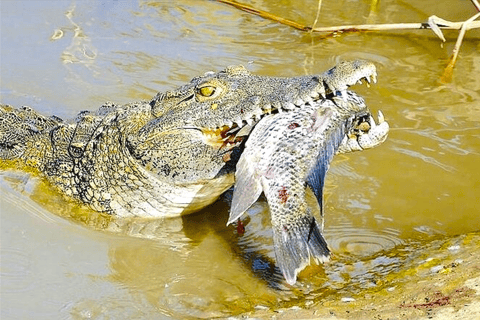 Budget Safari to Wilpaththu National Park from Anuradhapura Wilpattu Jungle Safari from Anuradhapura