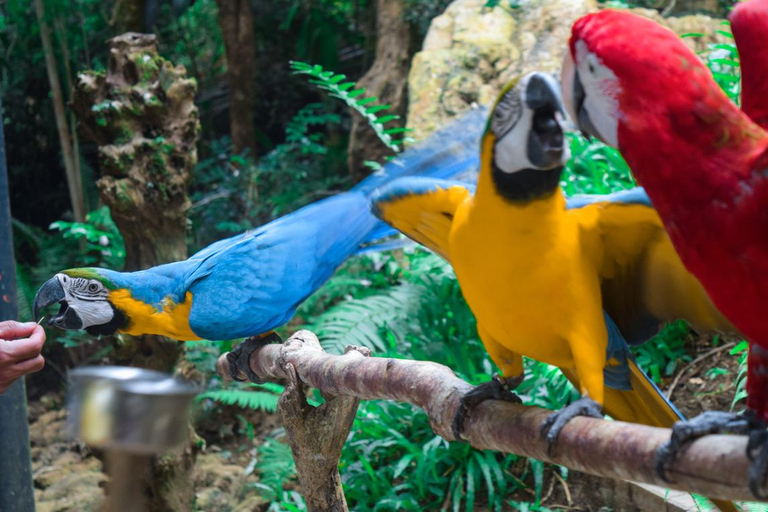 Cebú:Excursión de un día al Parque de Aventuras Safari de Cebú