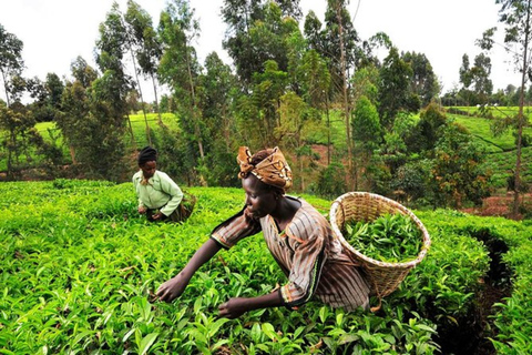 Nairobi: Kiambethu Tea Farm Tour mit Mittagessen und Transfers