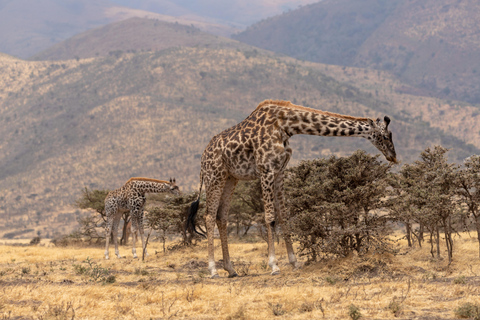 6-dniowe safari w Tarangire, Serengeti i kraterze Ngorongoro