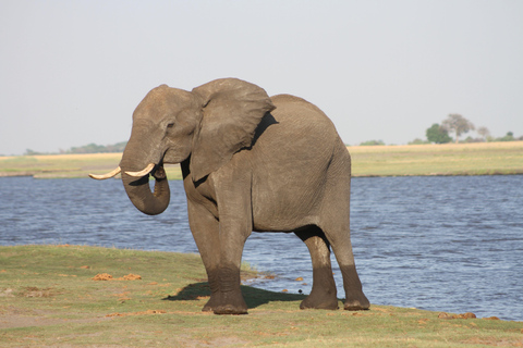 Victoria Falls: Safari game drive tour 3 hours