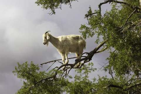 ATV Quad biking & Goats On The argan Tree & Tea with Nomade