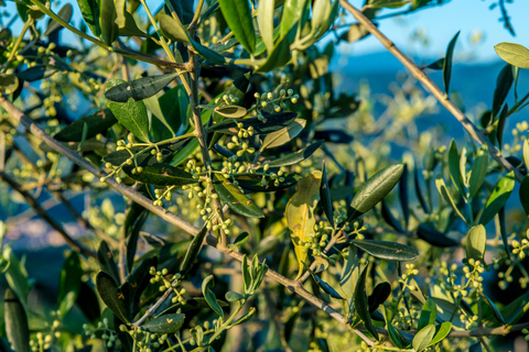Lavacchio Farm: The Windmill with a tasting of our organic oil Fattoria Lavacchio: The Windmill with a tasting of our organic oil