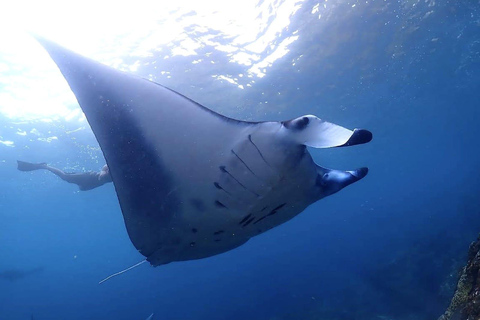 Nusa Penida: Snorkeling Adventure at Manta Point Sharing Boat: Manta Point & Gamat Bay Adventure