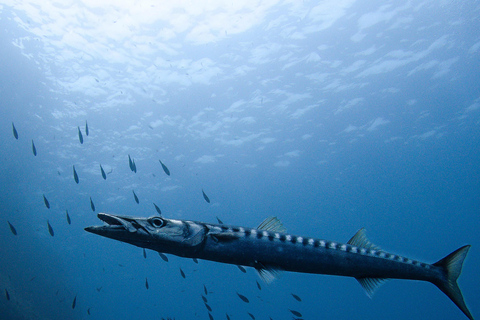 Minorque : baptême de plongée dans des eaux cristallines avec photosMinorque : Essayez la plongée sous-marine à Cala&#039;n Bosch