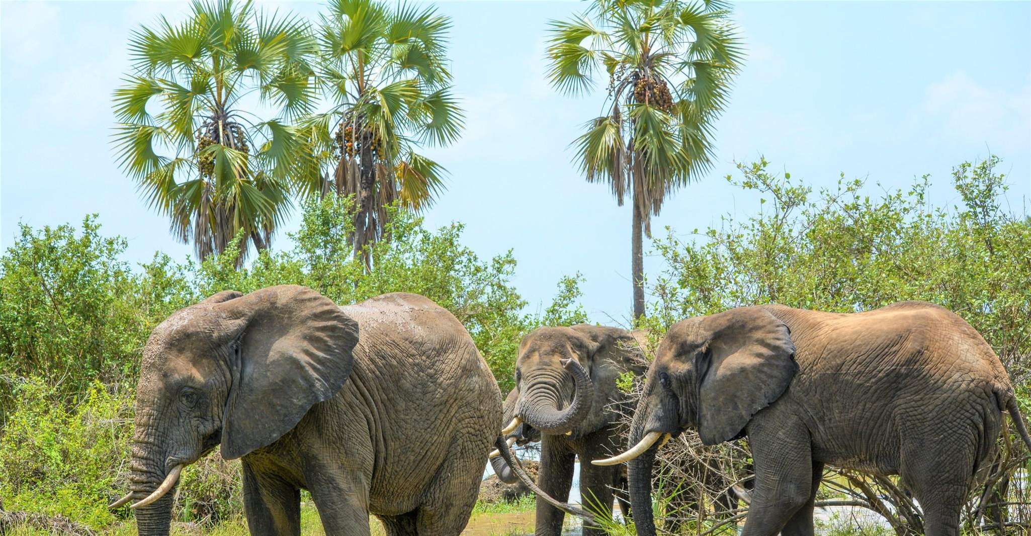 From Zanzibar, Selous Game Reserve Day Safari with Flights - Housity