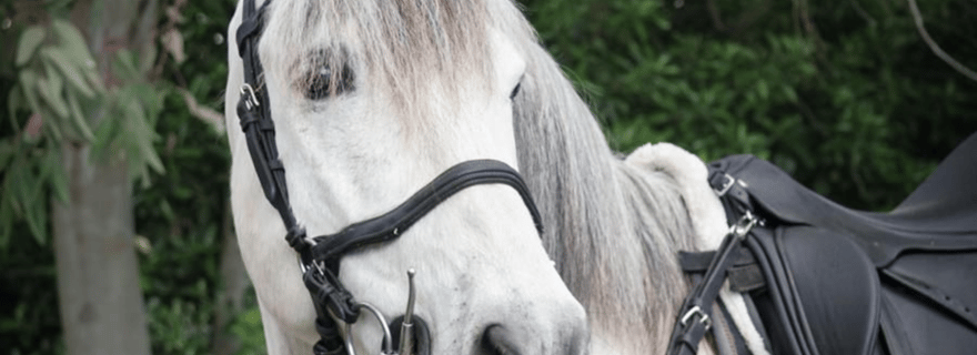 Ruines de Pompéi, balade à cheval sur le Vésuve et dégustation de vin