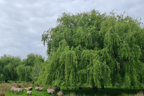 Auckland Nature Tour