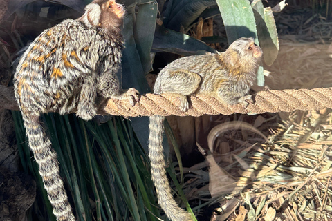 Agadir: Goats on Trees & Crocoparc Tour Goats on Trees & Crocoparc – Entry Ticket Included