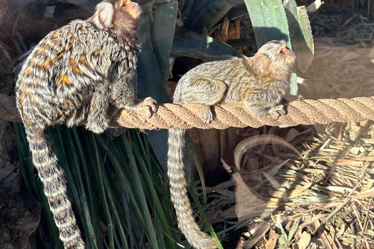 Agadir: Goats on Trees & Crocoparc Tour Goats on Trees & Crocoparc – Entry Ticket Included