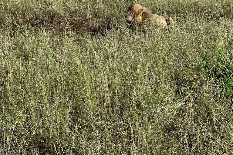 Von Sansibar aus: 3 Tage Flugsafari zur Serengeti und zum Ngorongoro