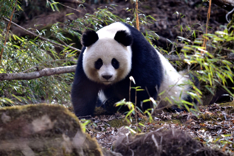 Excursion d&#039;une journée dans la région panoramique du Grand Bouddha de Leshan et dans le parc des pandas
