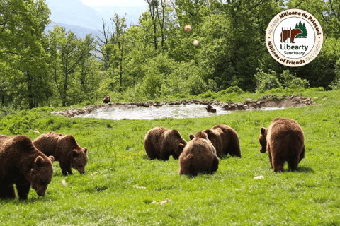 Brasov: Tour with Transfer Libearty Bear Sanctuary