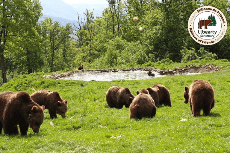 Brasov: Tour with Transfer Libearty Bear Sanctuary