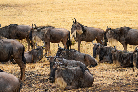 أروشا: نزهة على الأقدام في كليمنجارو وتارانجير ونجورونجورو لمدة 3 أيام