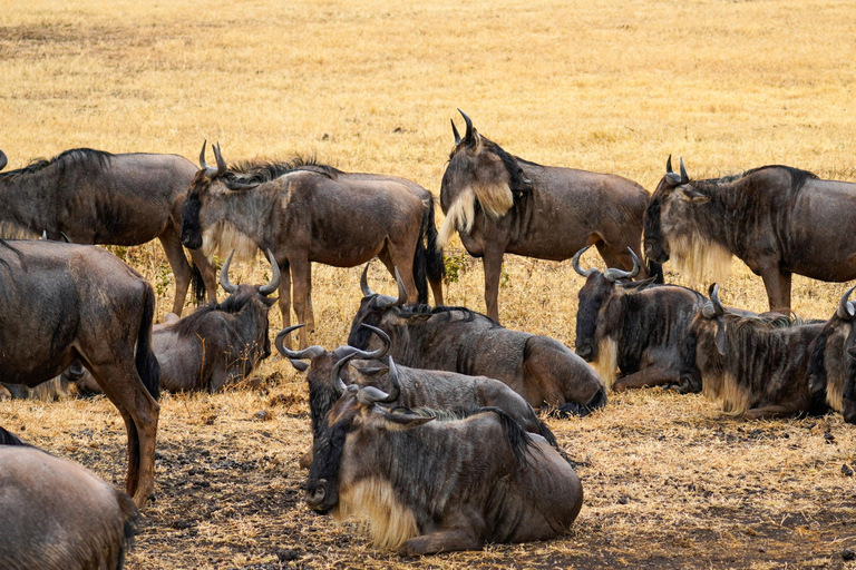 أروشا: نزهة على الأقدام في كليمنجارو وتارانجير ونجورونجورو لمدة 3 أيام