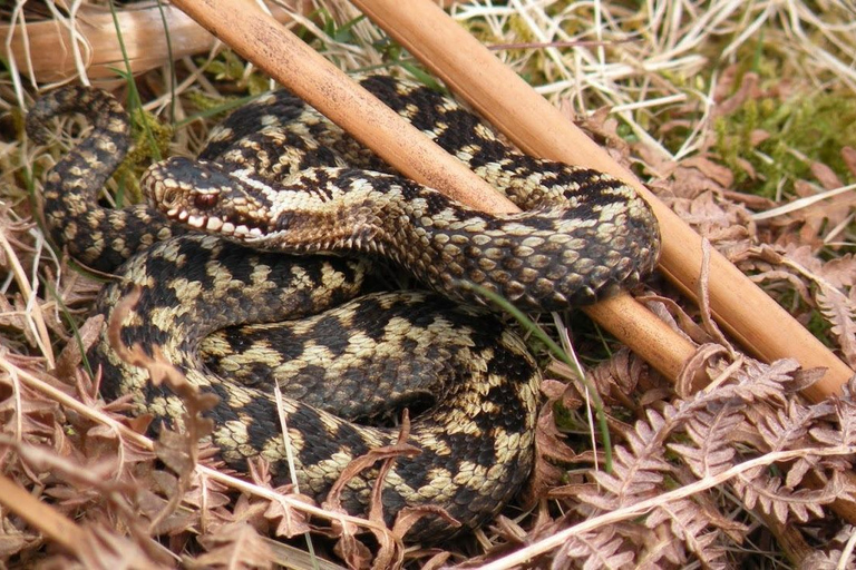 Inverness: Jeziora, wodospady i doświadczenie Rewilding