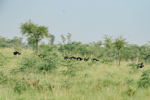 From Kampala: 3-Day Pian Upe Conservation Reserve Safari
