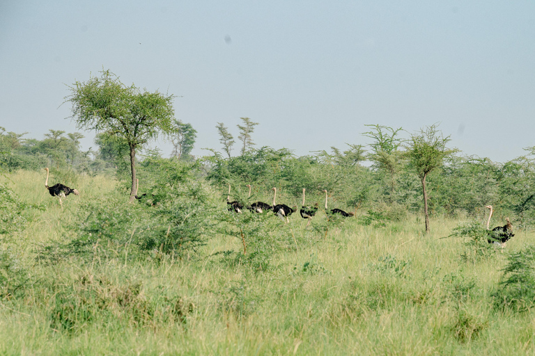 From Kampala: 3-Day Pian Upe Conservation Reserve Safari