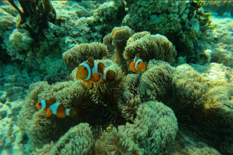 Gili Meno: Snorkeling privato 3 e 4 Spot con videocamera GoproOpzione 1: Snorkeling privato in 3 punti di partenza di Gili Meno (2 ore)