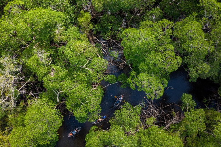 Miami: Clear Kayak Eco Tour with Guide and Wildlife